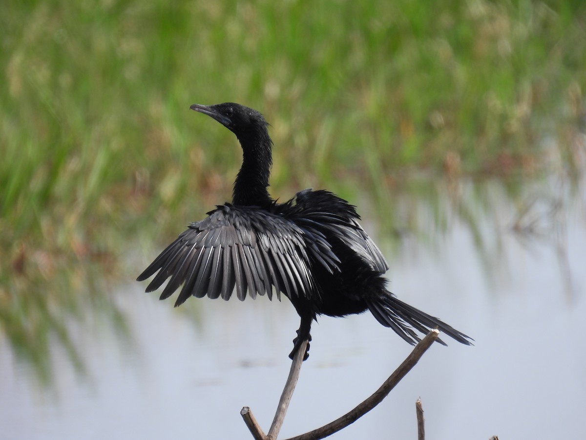 Little Cormorant - ML370464761