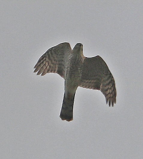 Sharp-shinned Hawk - ML370465331