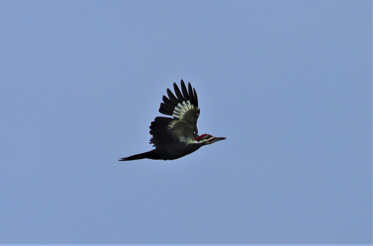 Pileated Woodpecker - Daniel Kaplan