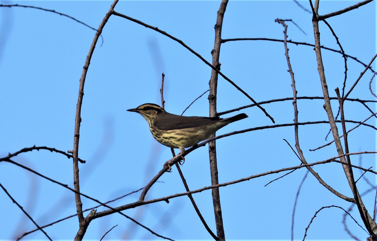 Northern Waterthrush - ML370466641