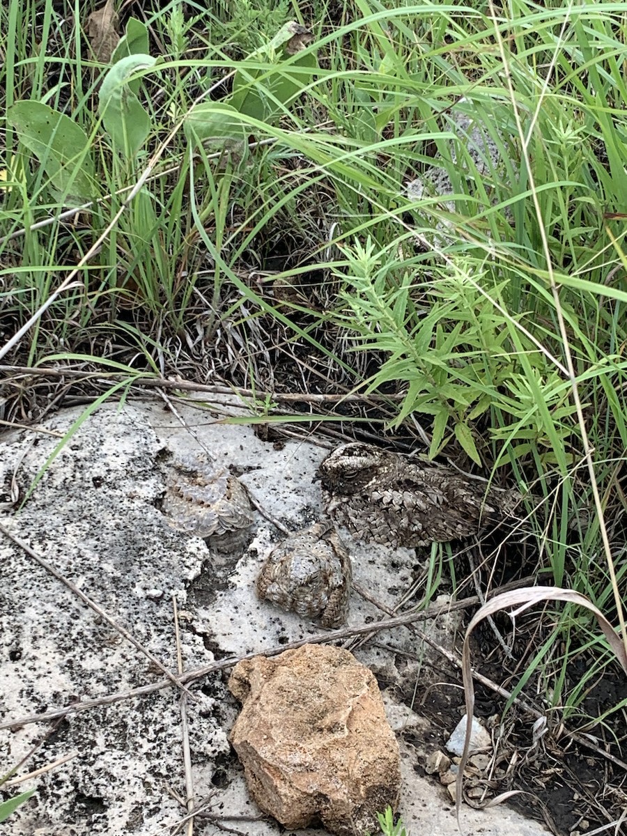 Common Poorwill - Henry Castro-Miller