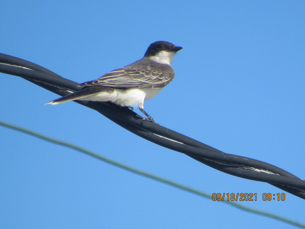 Eastern Kingbird - Vivian F. Moultrie