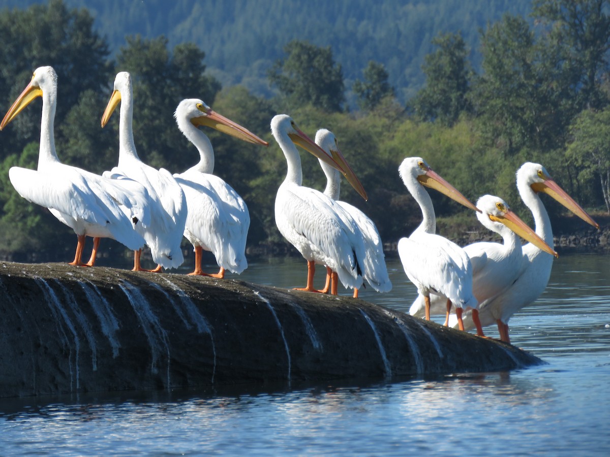 pelikán severoamerický - ML370474451