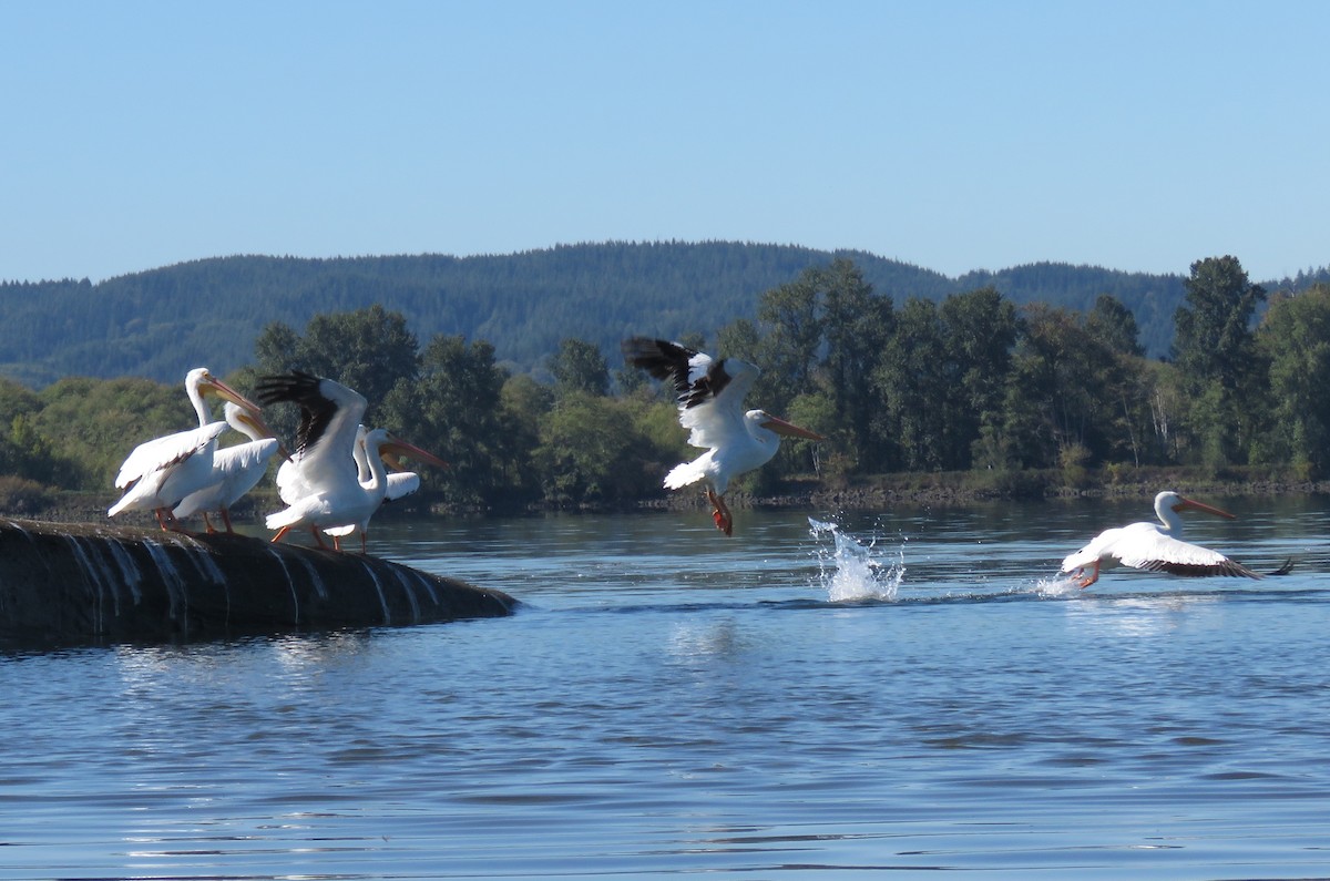 American White Pelican - Andrew Emlen