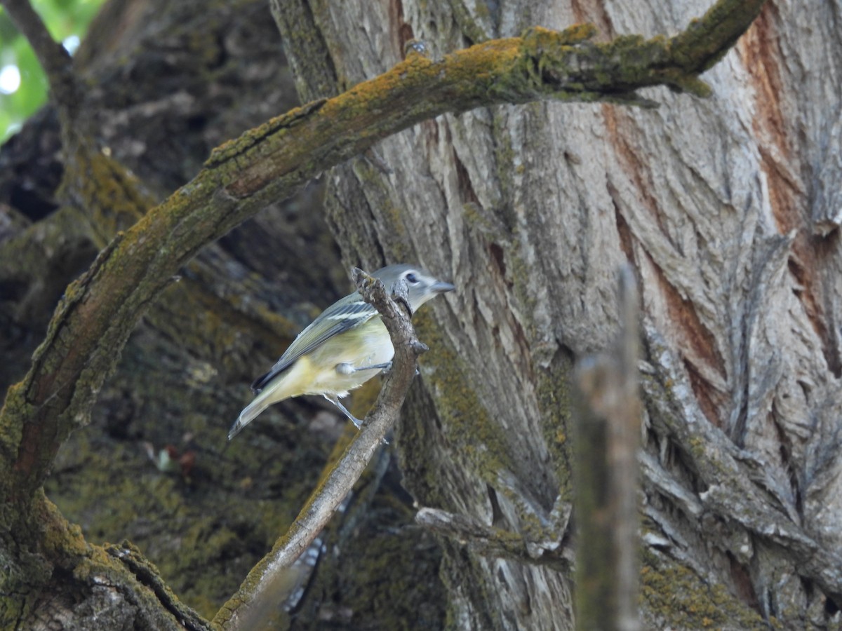 Cassin's Vireo - Mary Rumple