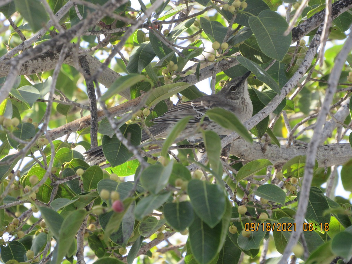 Bahama Mockingbird - ML370476371