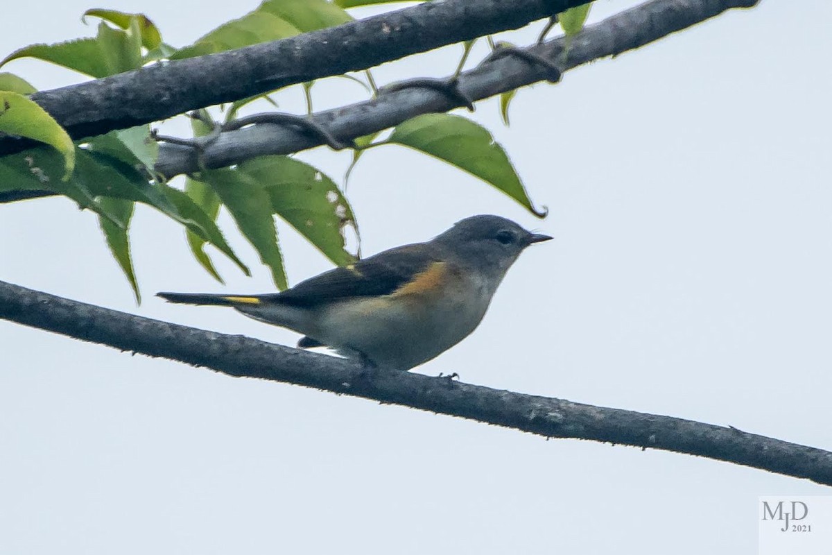 American Redstart - ML370477431