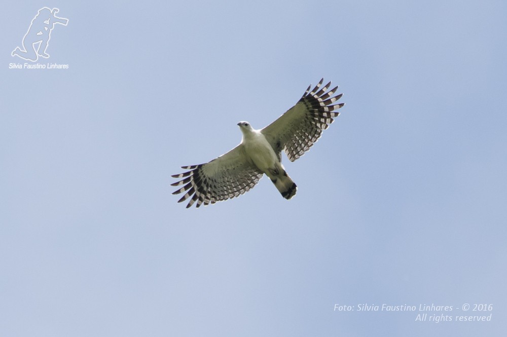 White-collared Kite - Silvia F🪶 Linhares