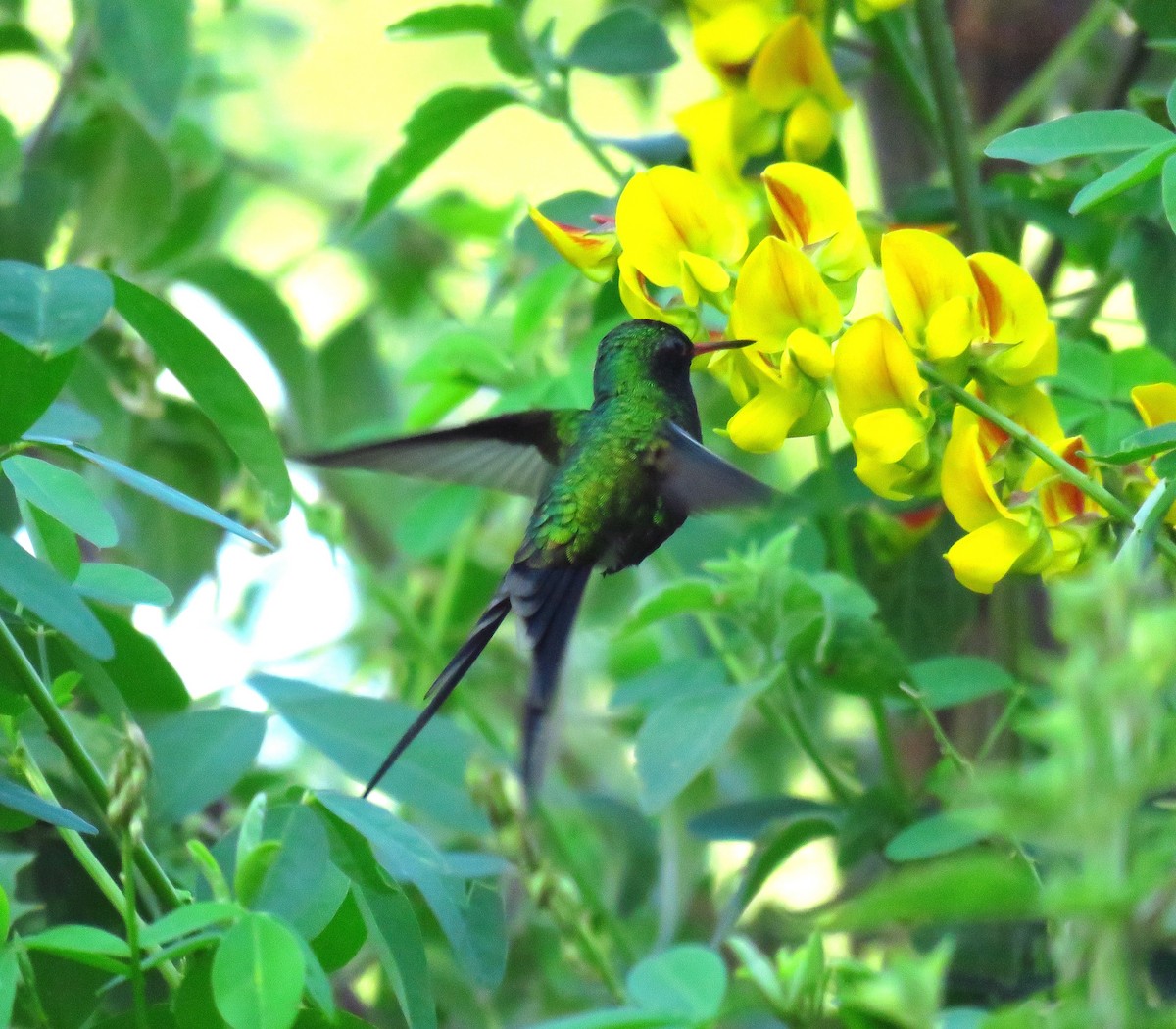 Golden-crowned Emerald - ML37047941