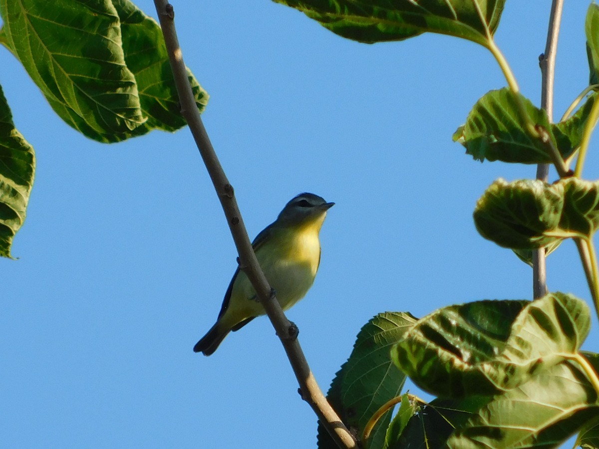 Philadelphia Vireo - ML370480401