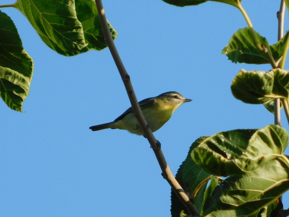 Philadelphia Vireo - ML370480411