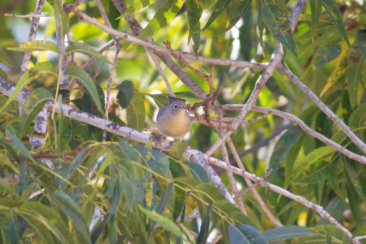 Virginia's Warbler - ML370481281