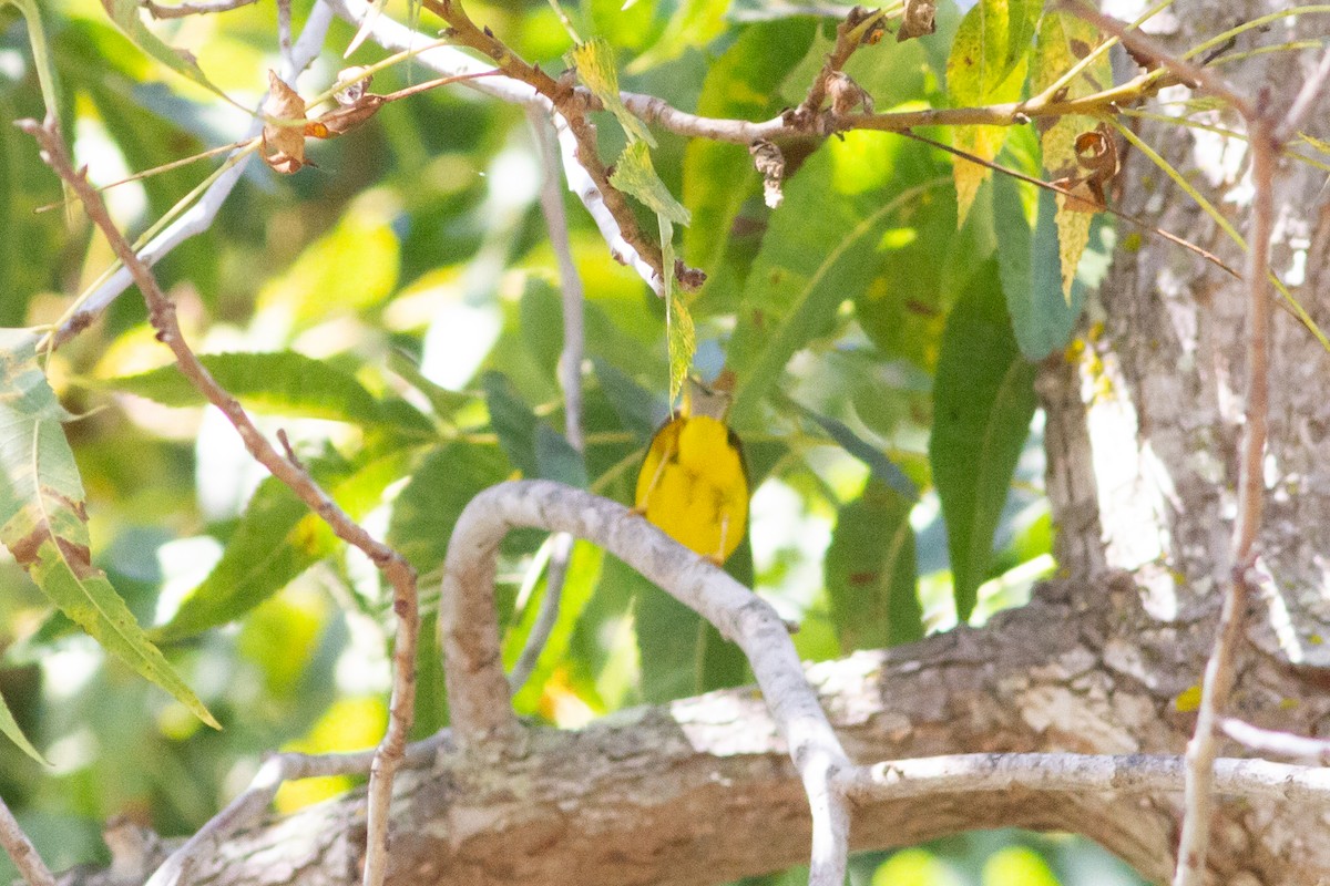 new world warbler sp. - ML370481301