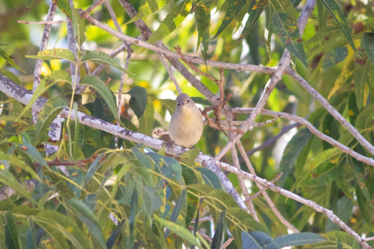 Virginia's Warbler - ML370481331