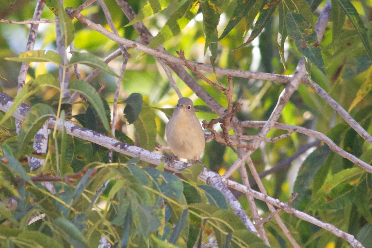 Virginia's Warbler - ML370481341