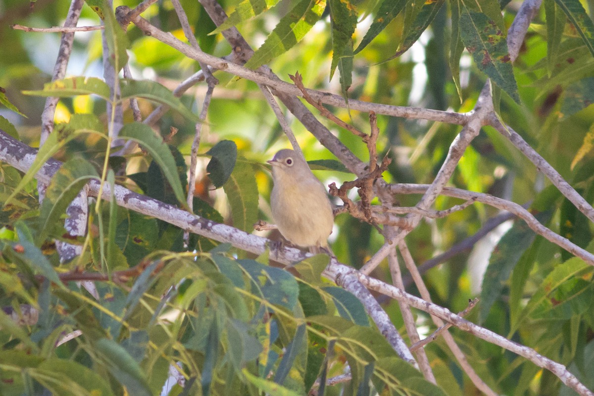 Virginia's Warbler - ML370481351