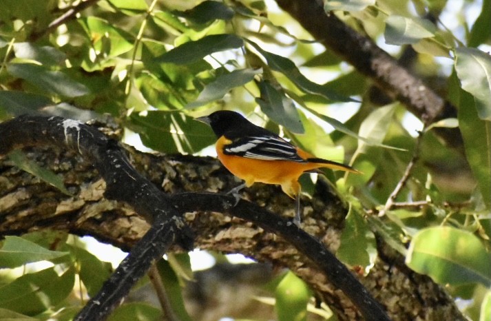 פזאי צפוני - ML370482621