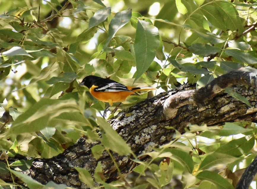 Baltimore Oriole - ML370482651