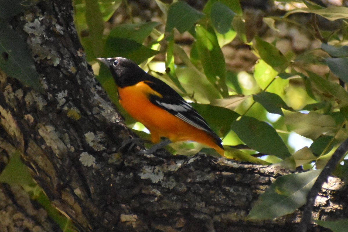 Baltimore Oriole - ML370482681