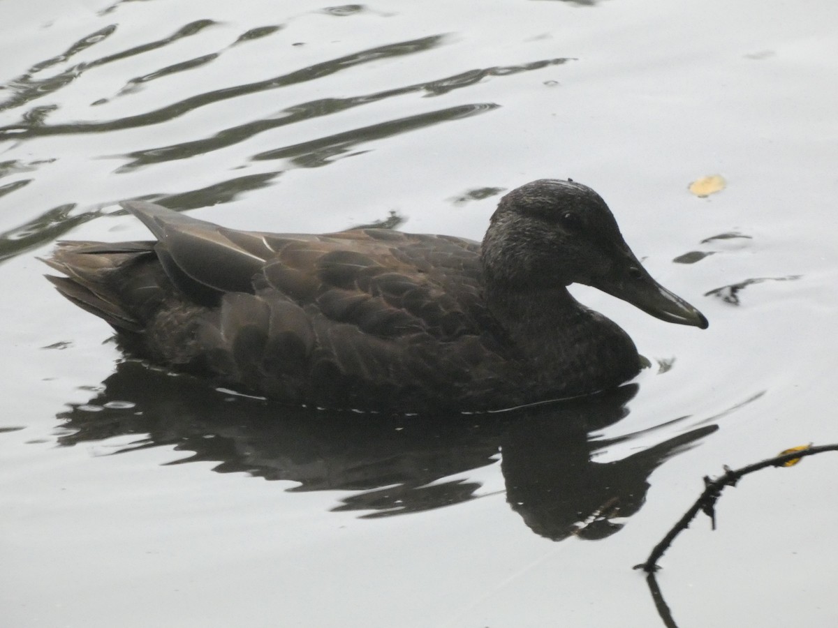 American Black Duck - William Buswell