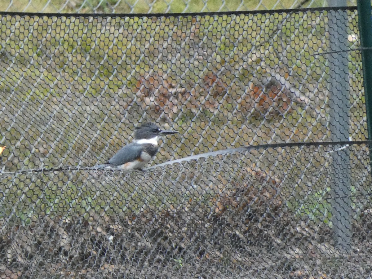 Belted Kingfisher - William Buswell