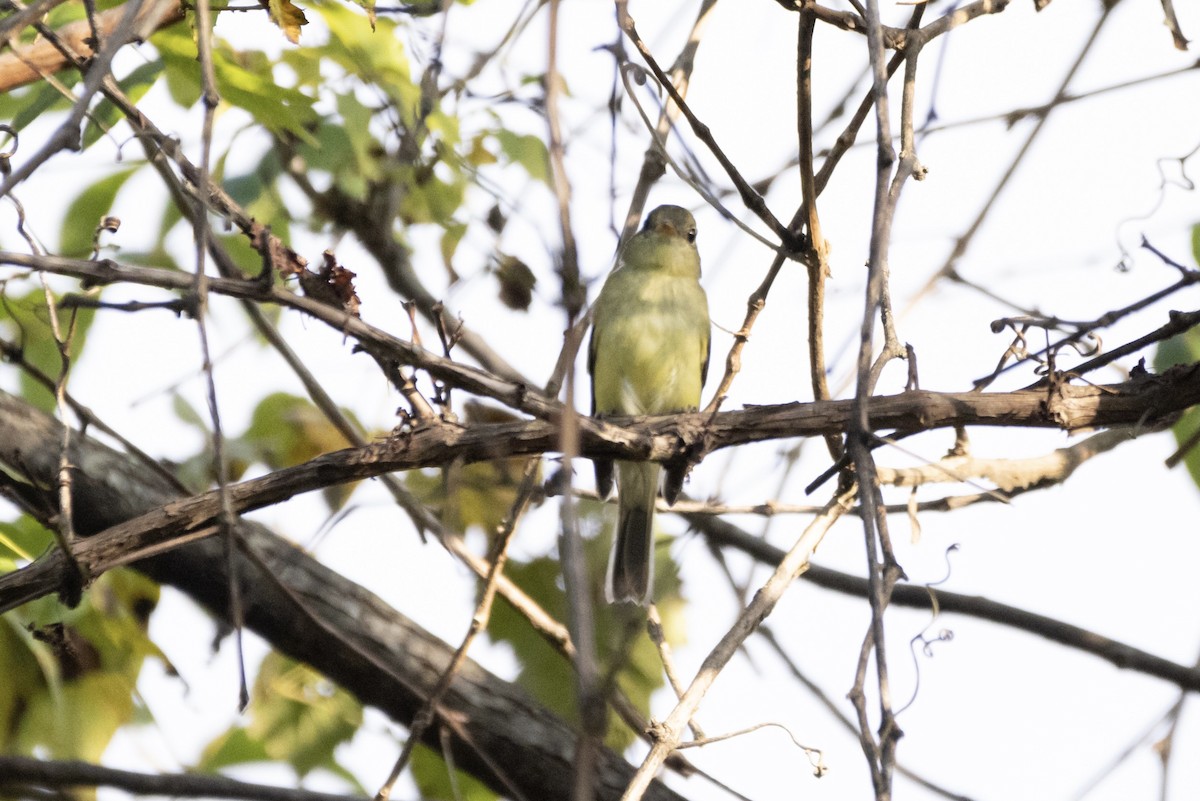 Yellow-bellied Flycatcher - ML370486901