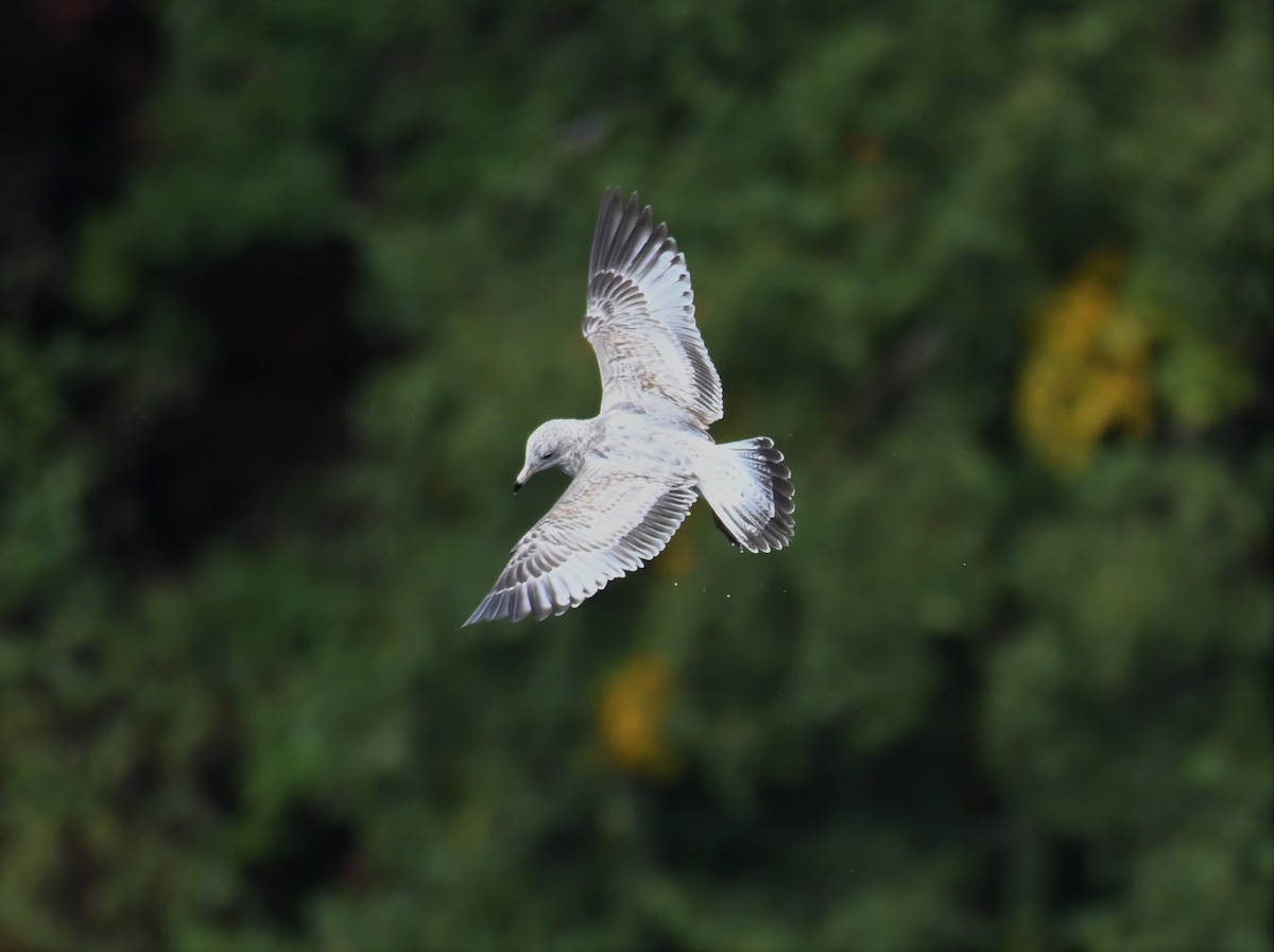 Ring-billed Gull - ML370491161