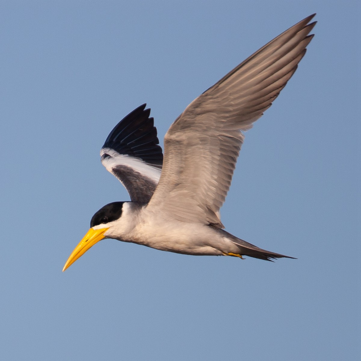 Large-billed Tern - ML370492081