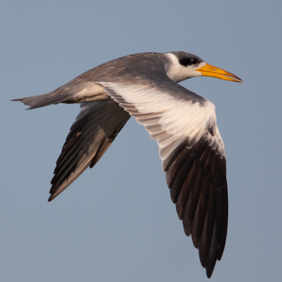 Large-billed Tern - ML370492241