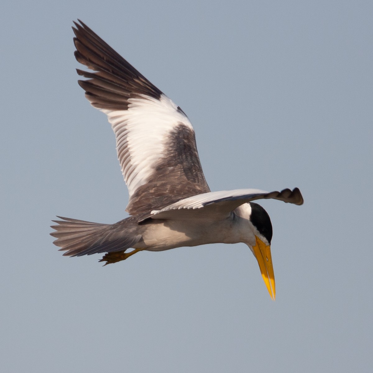 Large-billed Tern - Werner Suter