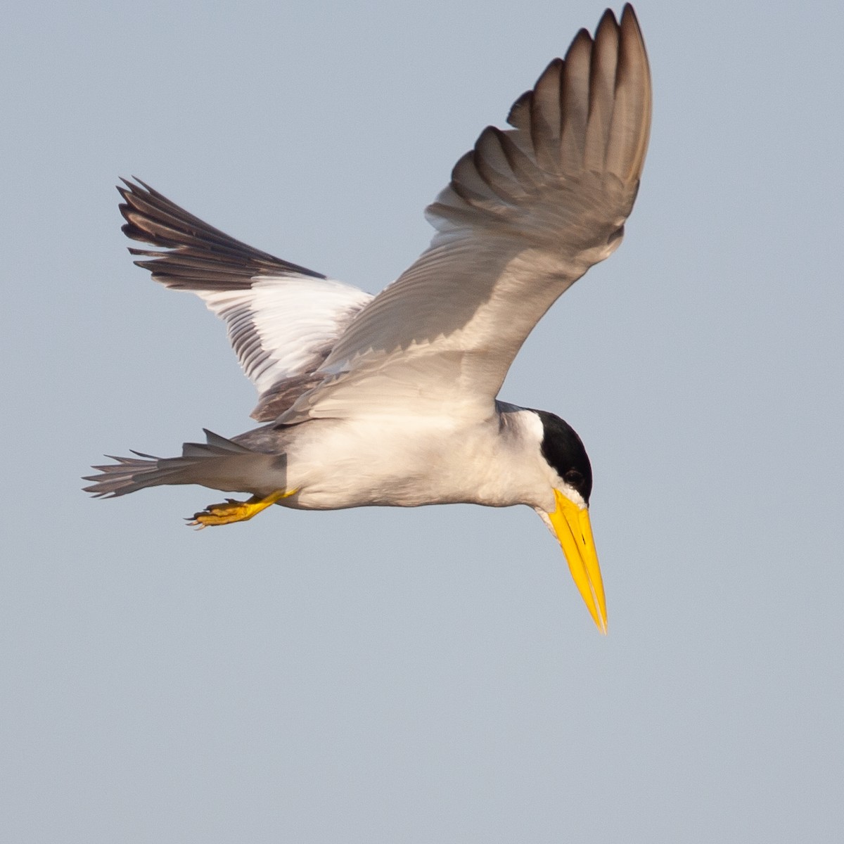 Large-billed Tern - ML370492601