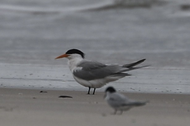 Lesser Crested Tern - Ross Gallardy