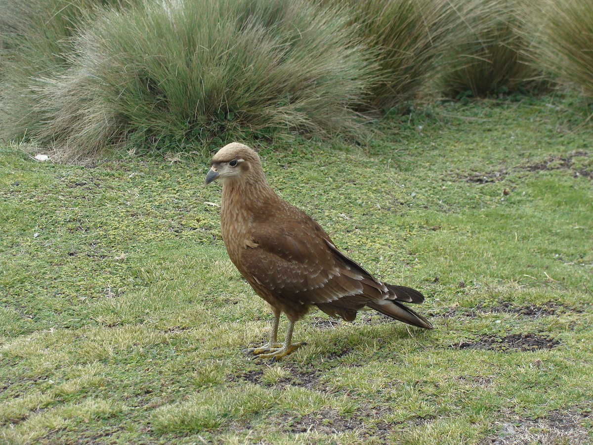 Caracara caronculé - ML370494311