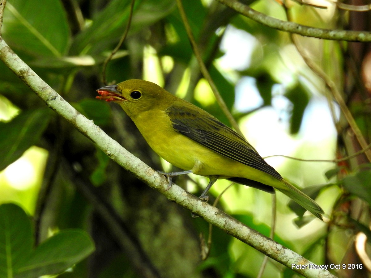 Scarlet Tanager - ML37049501