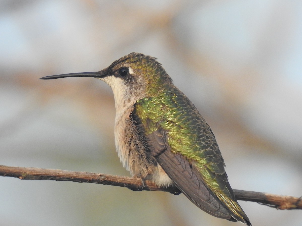 Ruby-throated Hummingbird - Greg Steeves