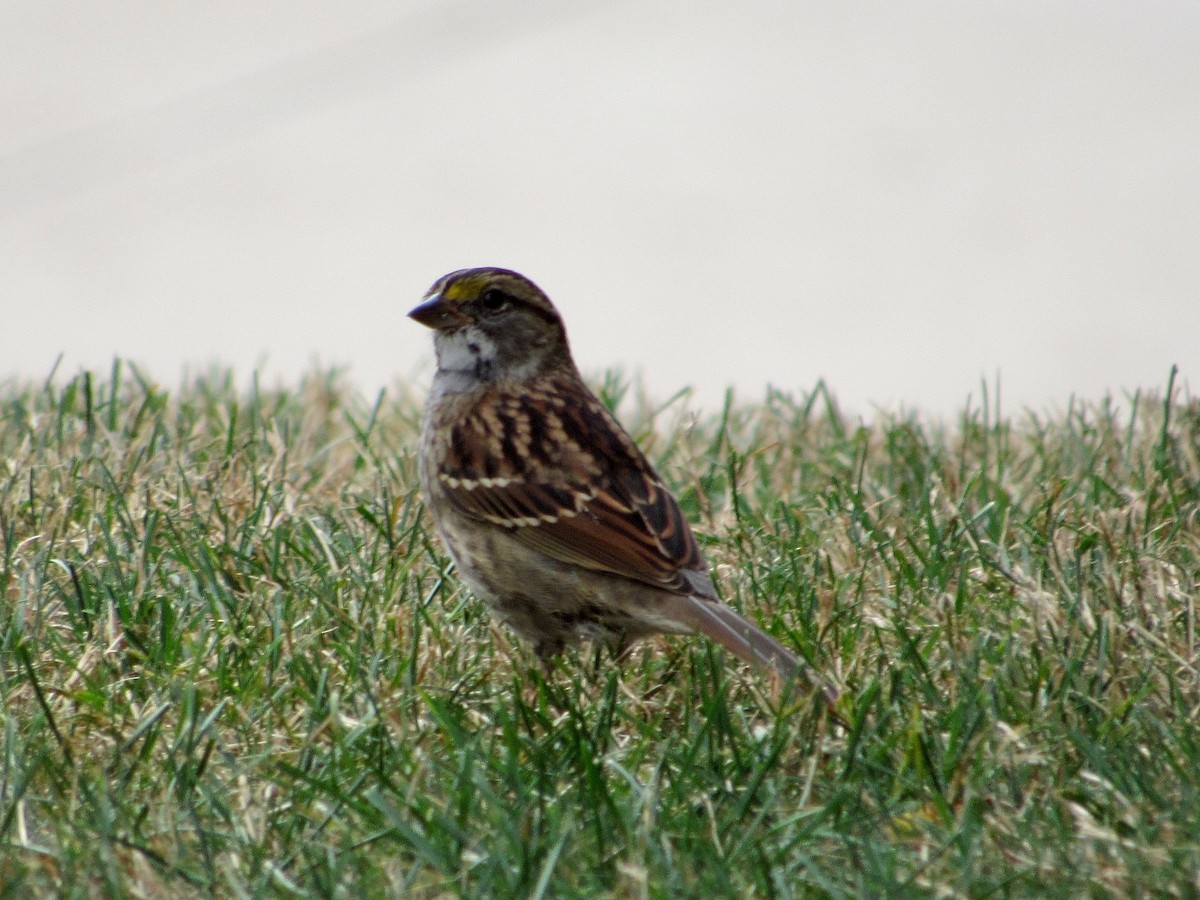 White-throated Sparrow - ML370496901