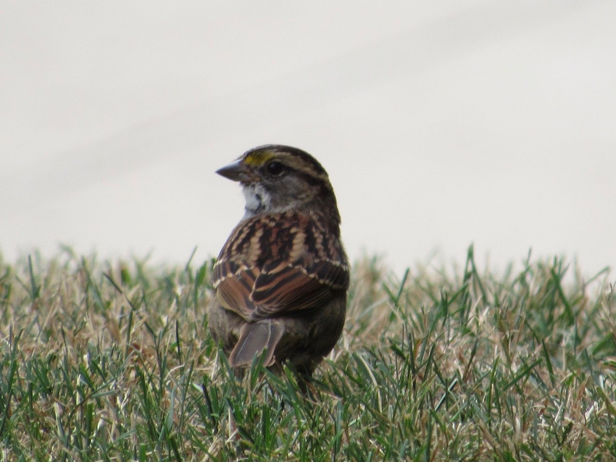 White-throated Sparrow - ML370496951