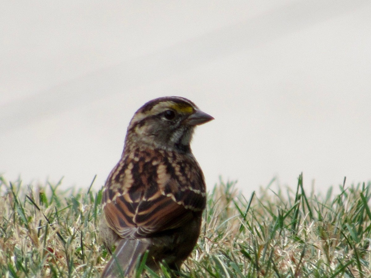 White-throated Sparrow - ML370497031