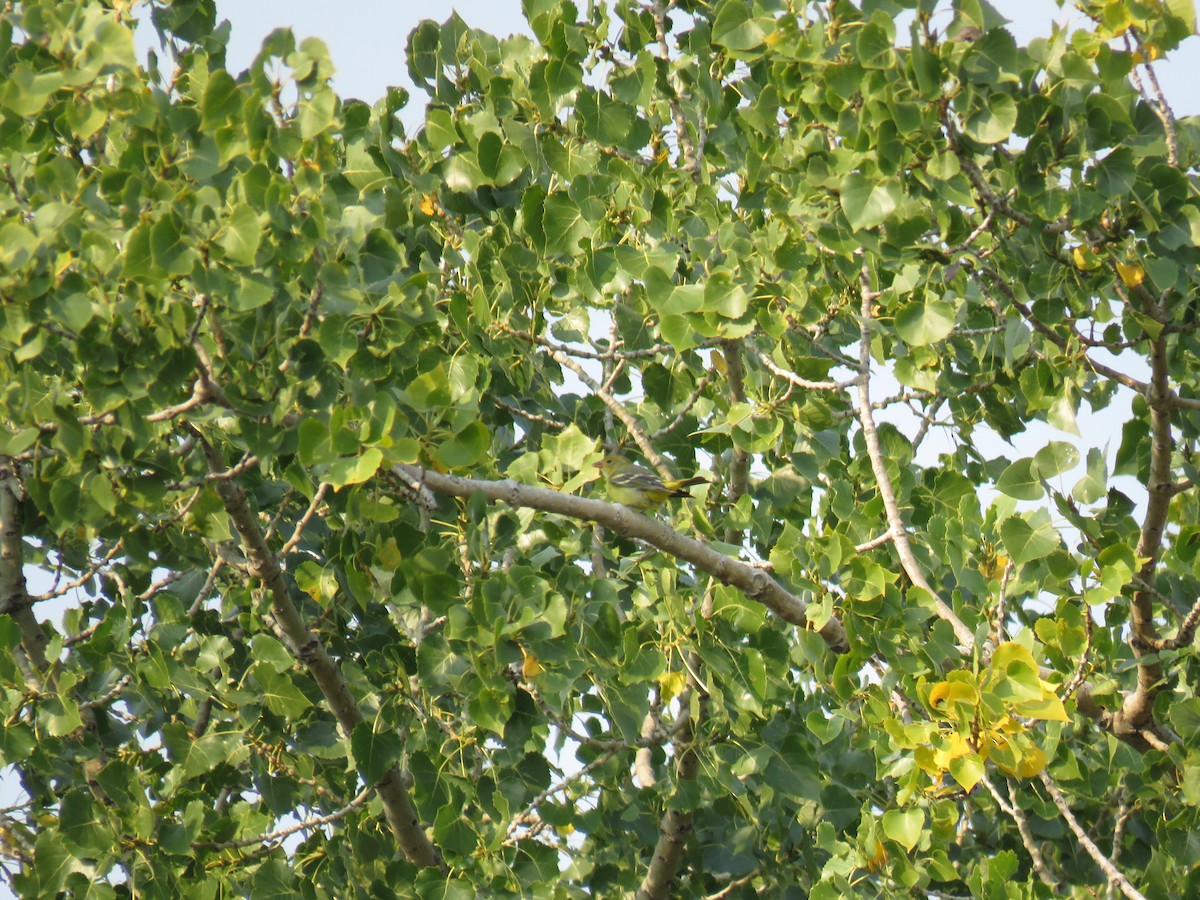 Western Tanager - ML370497361