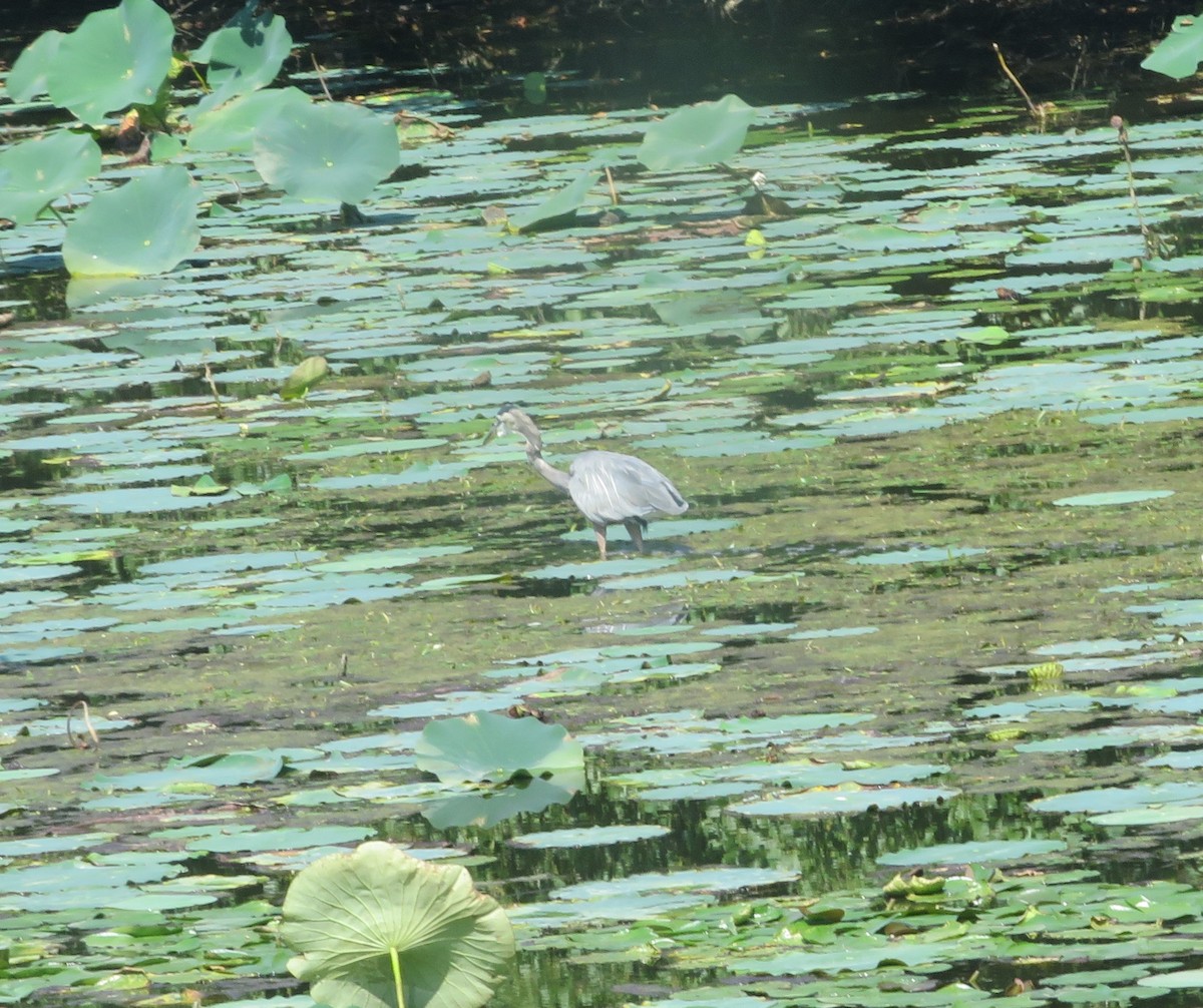 Great Blue Heron - Margaret Bowman