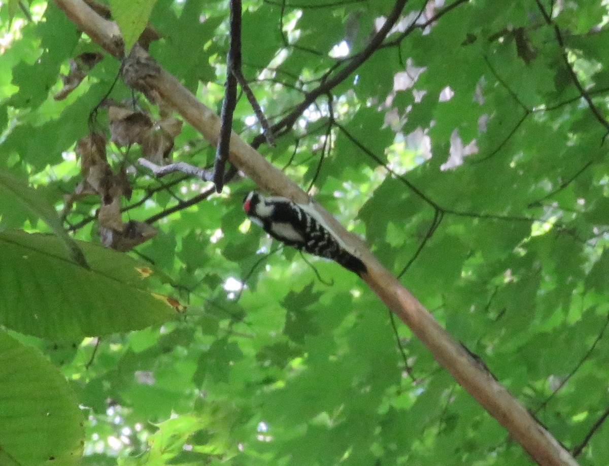 Пушистый дятел - ML370497921