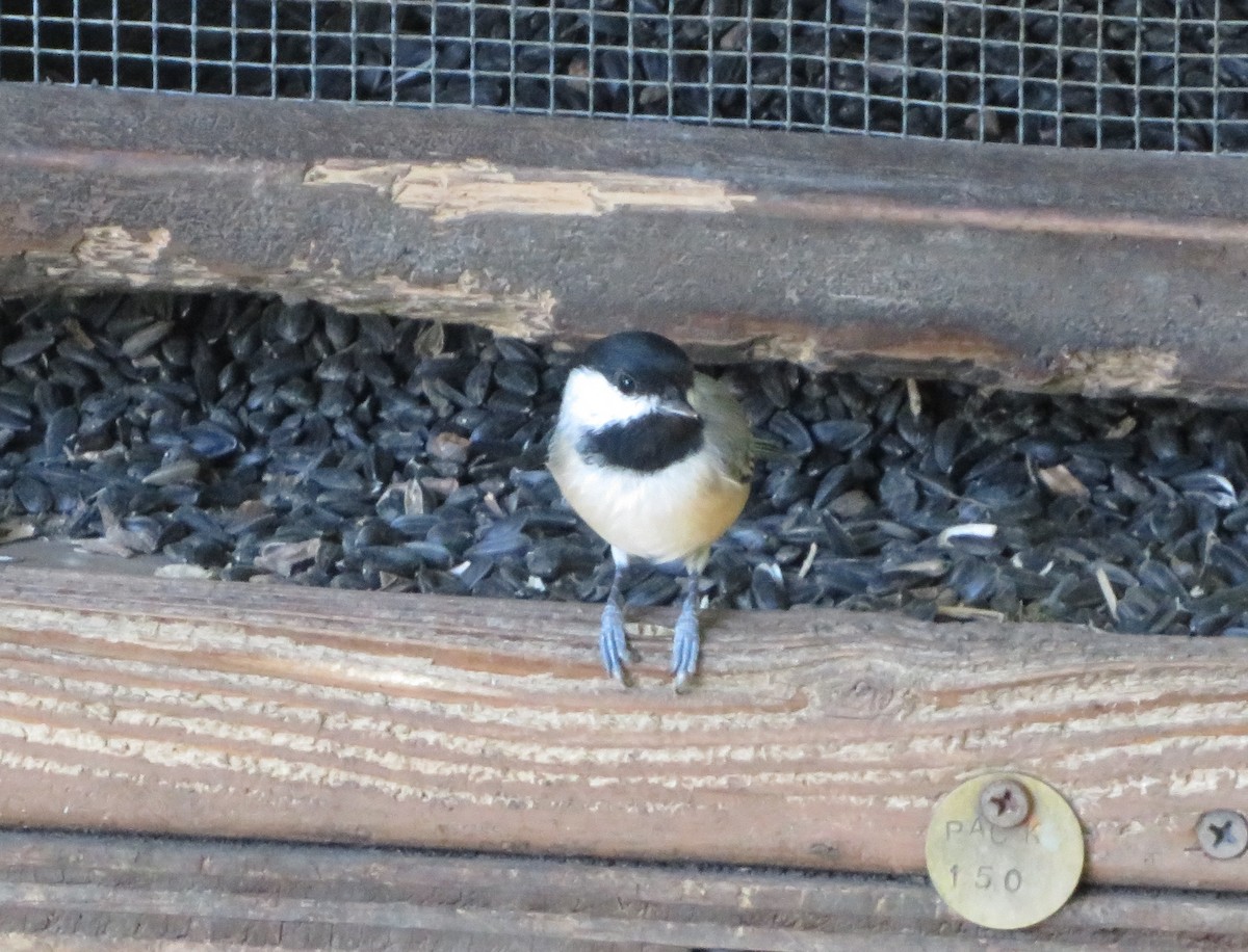 Каролинская гаичка - ML370498181