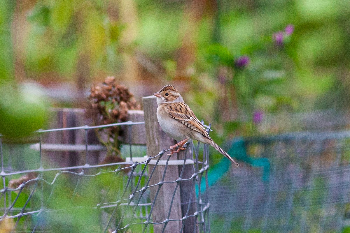 Clay-colored Sparrow - ML370499191