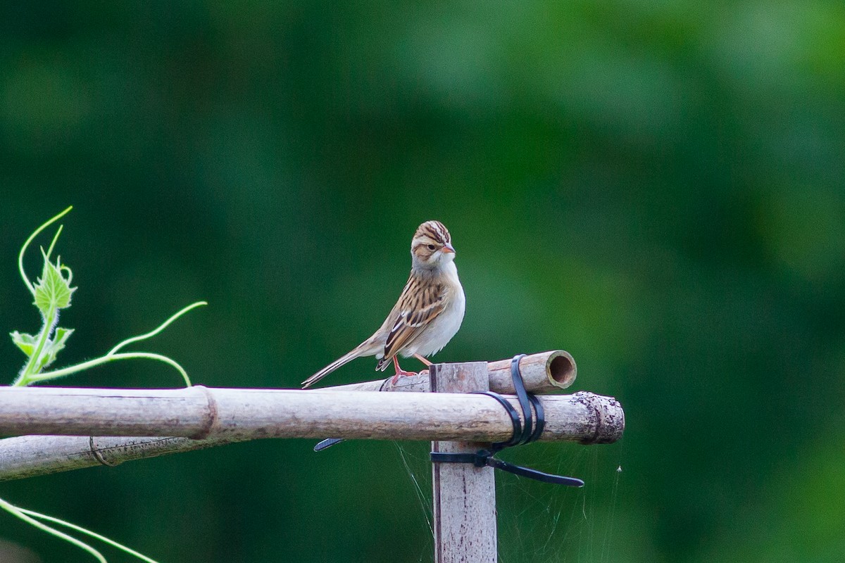Clay-colored Sparrow - ML370499221