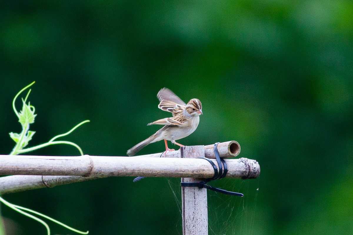 Clay-colored Sparrow - ML370499251