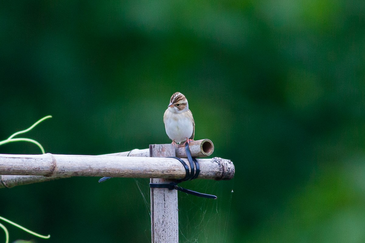 Clay-colored Sparrow - ML370499311