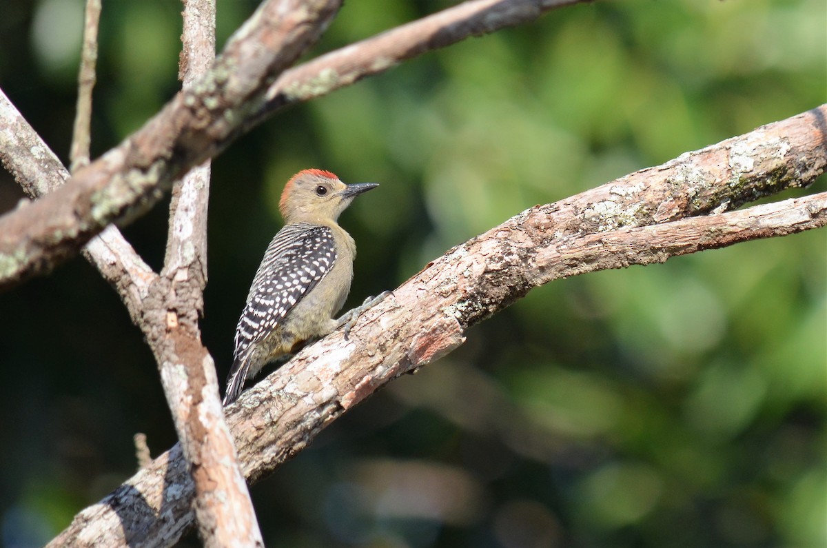 Red-crowned Woodpecker - ML370501171