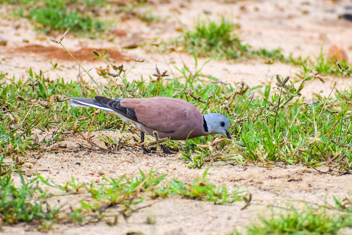 Red Collared-Dove - Manish Kumar Chattopadhyay