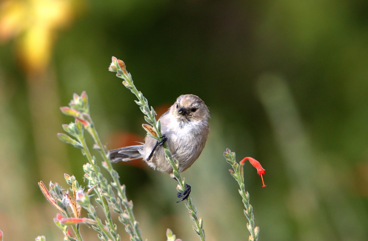 Bushtit - ML370502401