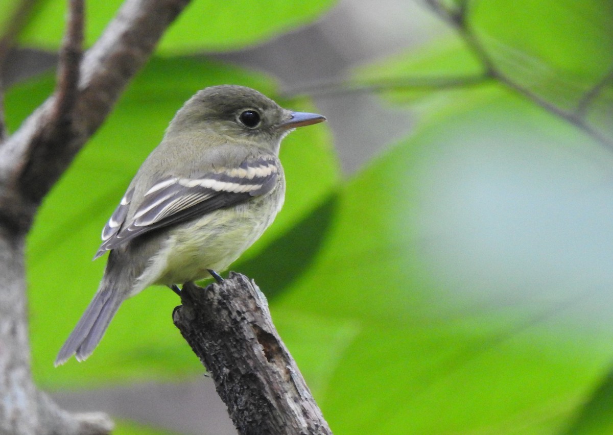 Acadian Flycatcher - Daniel Lane